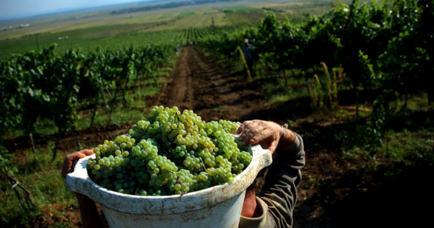 Viticultura este activitate de bază în Vrancea