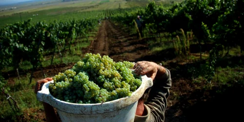 Viticultura este activitate de bază în Vrancea