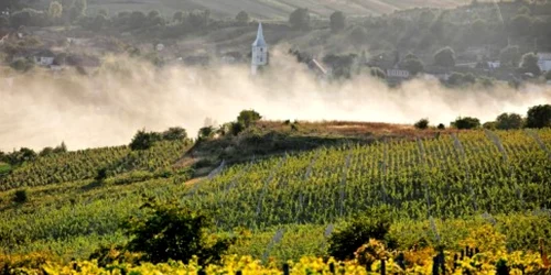 vin liliac 1 