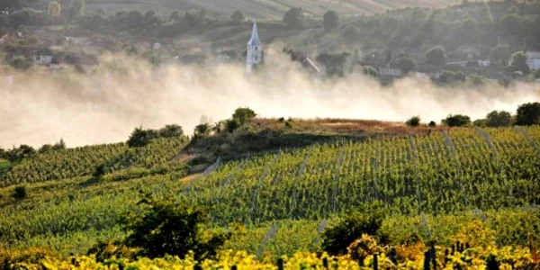 vin liliac 1 