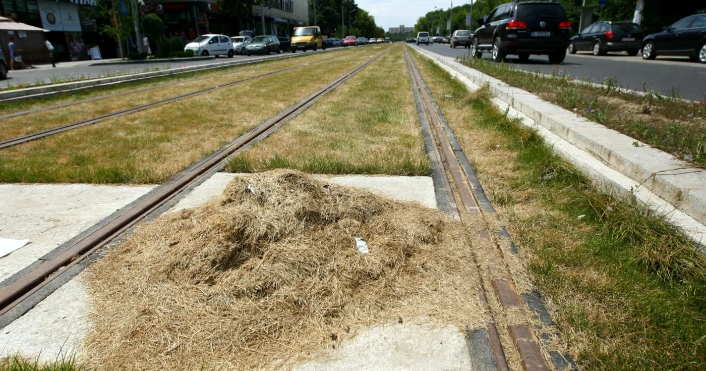 Gazonul dintre şinele de tramvai s-a uscat FOTO Marian Iliescu