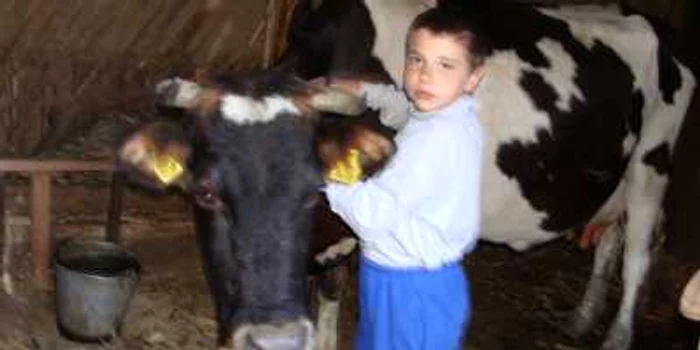 Vaca furata a fost transata in localitatea Barbatesti