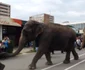 parada elefantilor