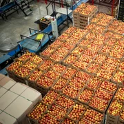 Ladite cu mere - export FOTO Shutterstock 
