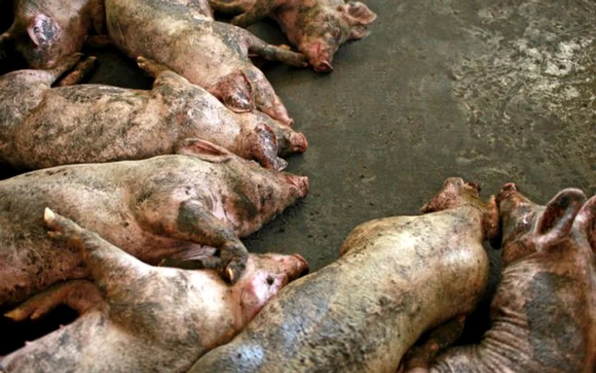 
    Aproximativ 4.000 de porci de la o fermă din Satu Mare au murit într-un incendiufoto: gazetanord-vest.ro    