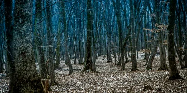 padurea hoia baciu 