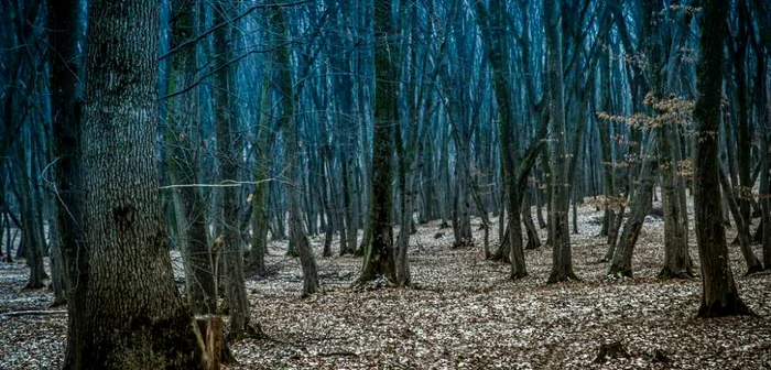 Pădurea Hoia-Baciu a apărut în diverse topuri ale celor mai stranii păduri din Europa şi din lume. FOTO Cosmin Giurgiu / hoiabaciuforest.ro