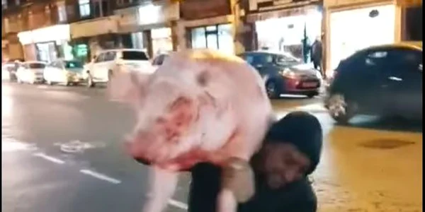 porc taiat si plimbat pe strazi