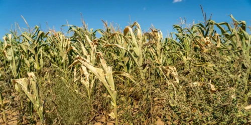 desertificare-dobrogea-foto Greenpeace/Răzvan Dima