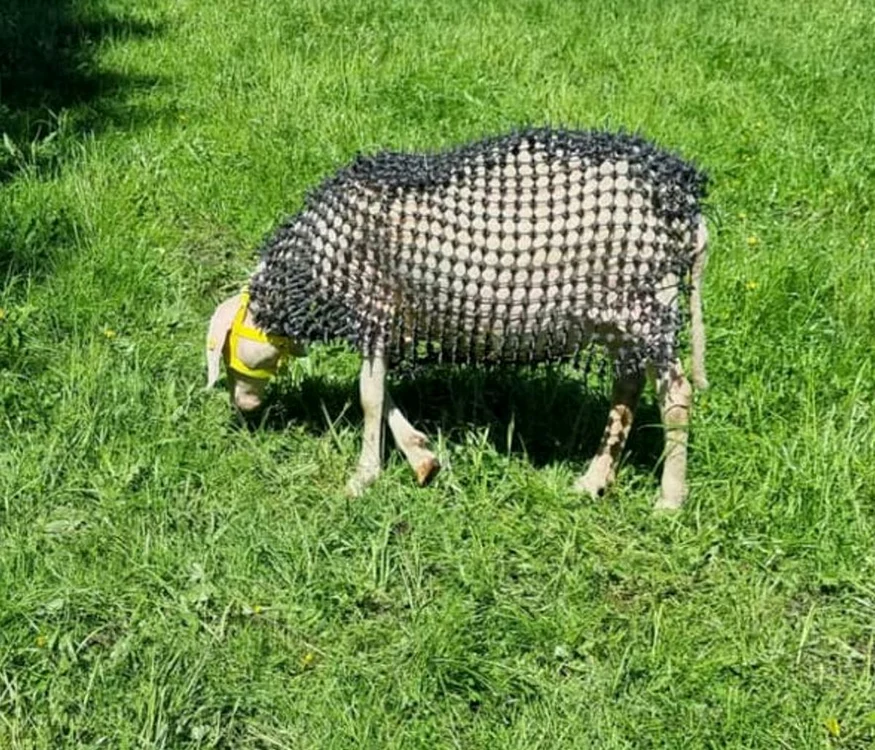 „Armura” oilor este făcută din plastic (Foto: captură video)