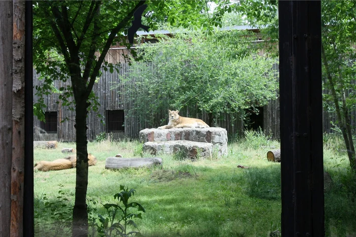 Leoaica Ella, mai relaxată ca oricând