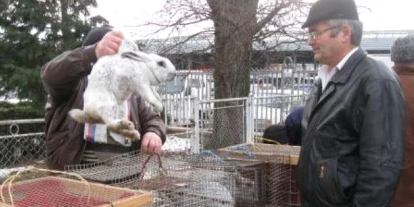 Un singur târg de animale autorizat sanitar veterinar în judeţ foto Arhivă