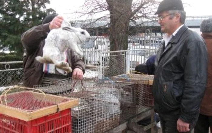 Un singur târg de animale autorizat sanitar veterinar în judeţ foto Arhivă