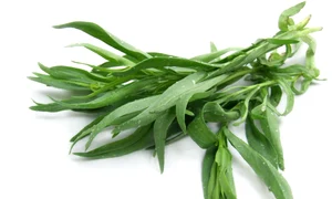 Tarragon or Estragon jpeg