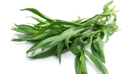 Tarragon or Estragon jpeg