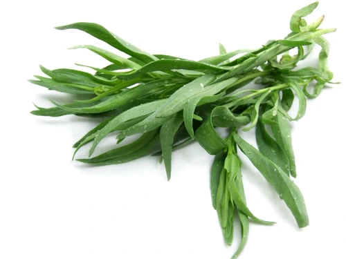 Tarragon or Estragon jpeg