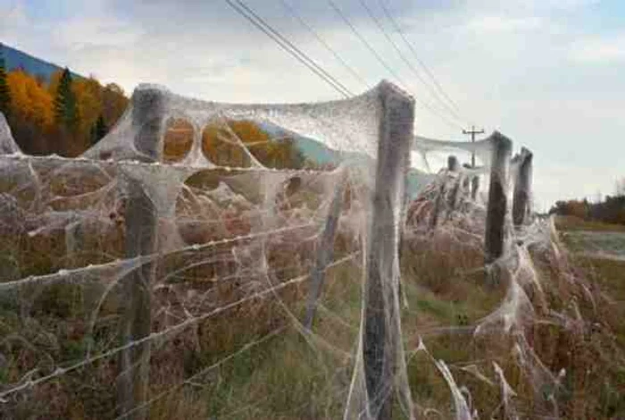 
    Ploaia de păianjeni este un fenomen normalfoto:Red Flag News  