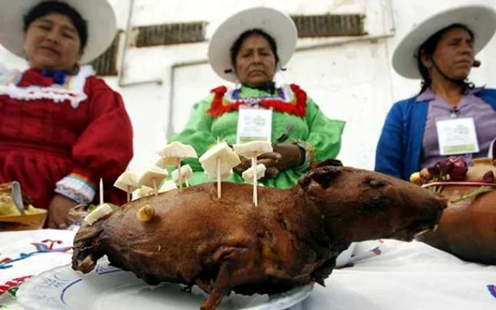 porcusor guinea peru