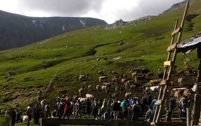 Măsuratul laptelui
