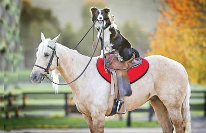 “Dii, căluţule, zboară ca vântul!” (Fotografii: Guliver/ Rexfeatures)