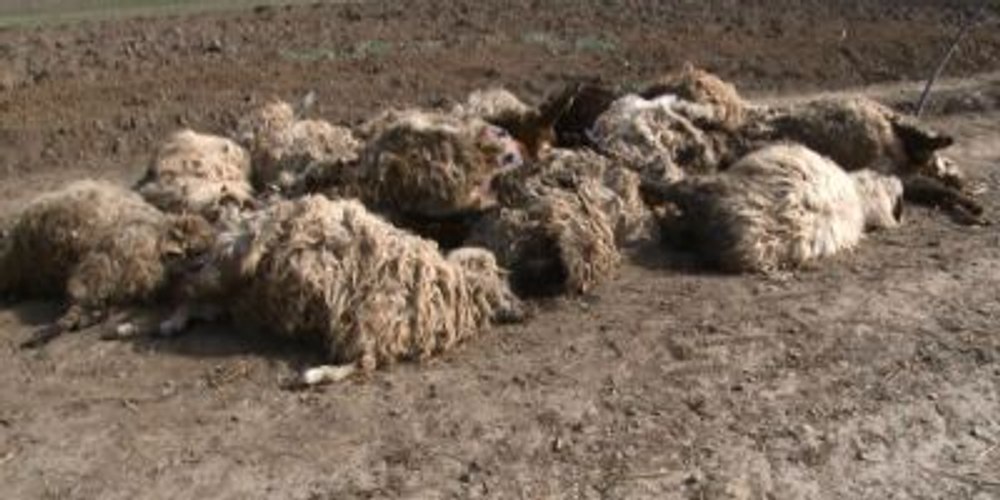 Turmă de oi ucisă de ignoranță. Fermierul, certat de veterinari: „Le-a filmat cum mor, în loc să cheme doctorul“