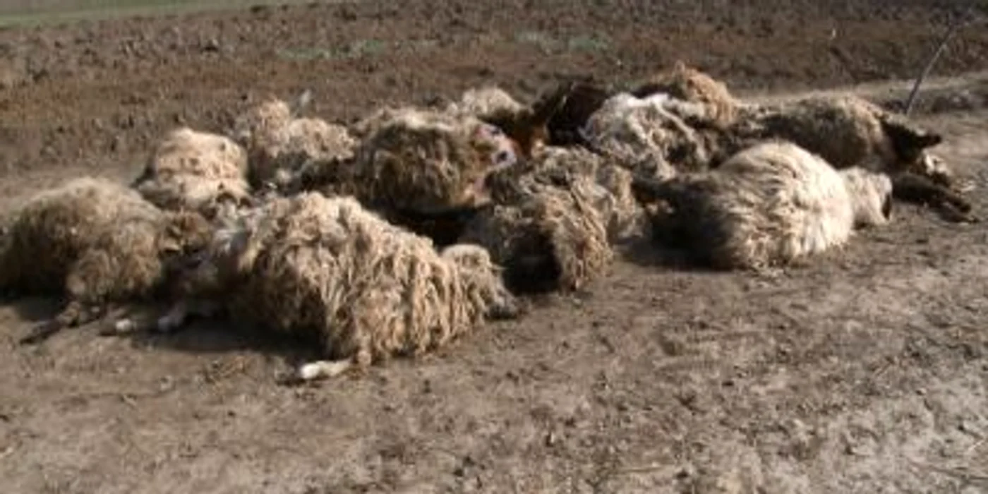 Ovinele au murit după administrarea unui medicament fără aviz veterinar FOTO arhivă Adevărul