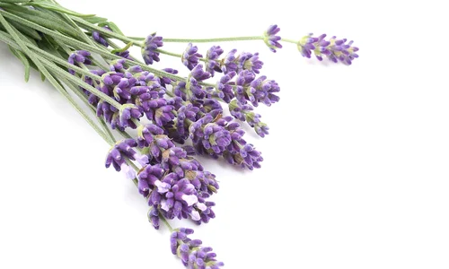 lavanda jpeg