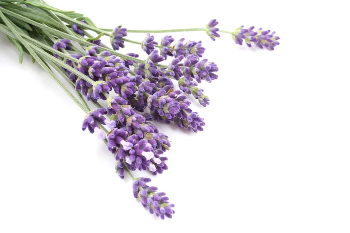 lavanda jpeg