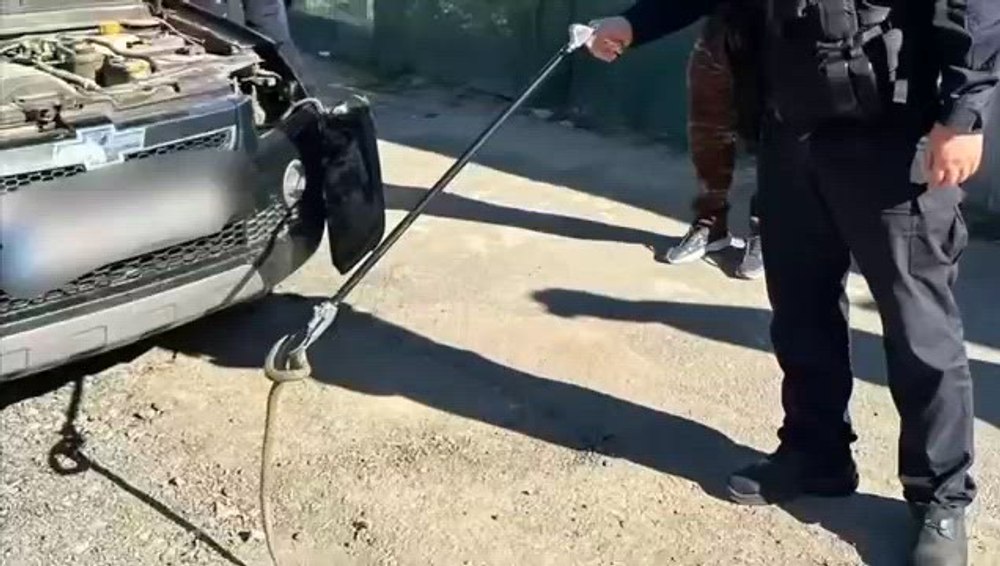 Un șofer s-a trezit cu șarpele pe parbriz în timp ce conducea, în Tulcea 