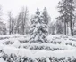 Zăpada a pus stăpânire pe judeţul Suceava. FOTO Facebook/ Cătălin Urdoi