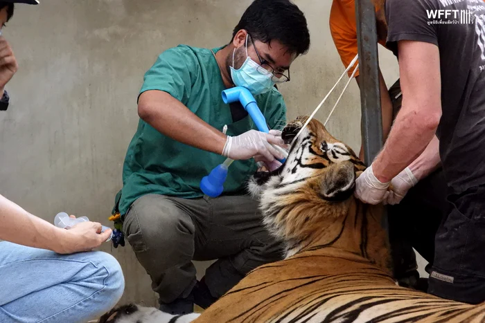 Tigrul Rambo a avut parte de o curățare dentară ca la carte (Foto: WFFT)