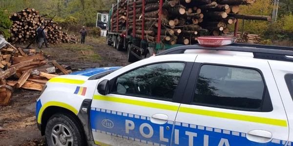 pilitie transport lemne