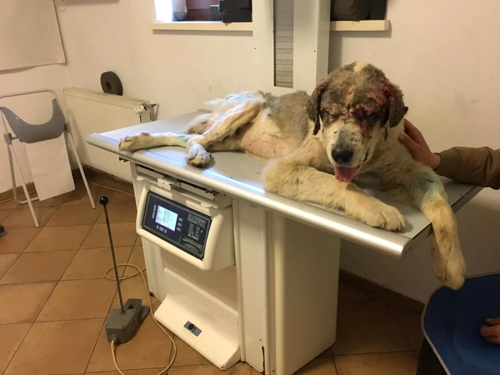 Ciobănescul atacat de câinii din rasa Amstaff FOTO: Kola Kariola / Facebook