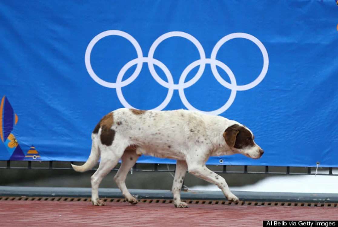 
    Câinii pun în pericol securitatea Olimpiadei  