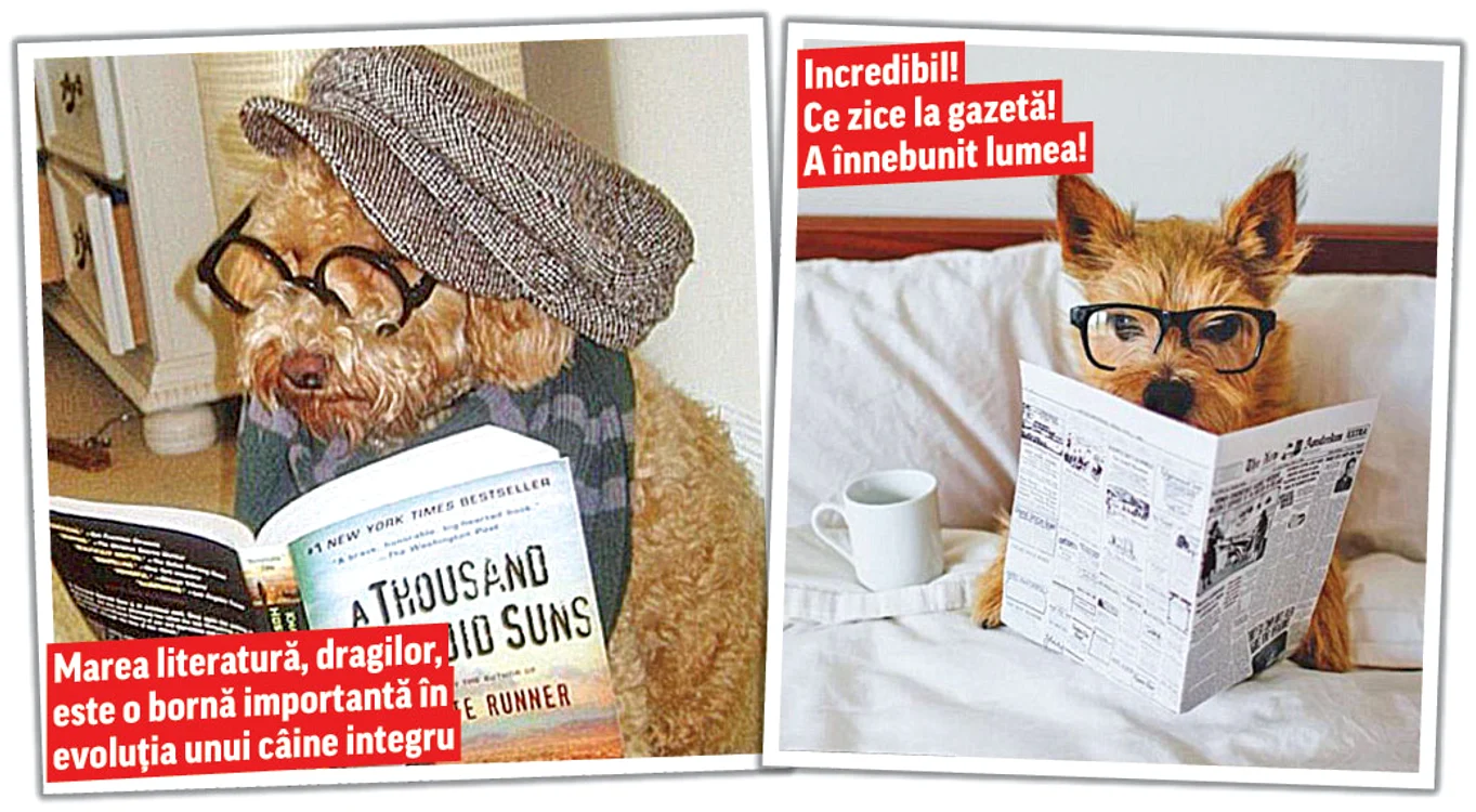 
    Ce mă enervează  maidanezii!  Nişte prostuţi...  