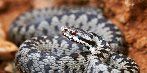 vipera comuna serpedia jpg