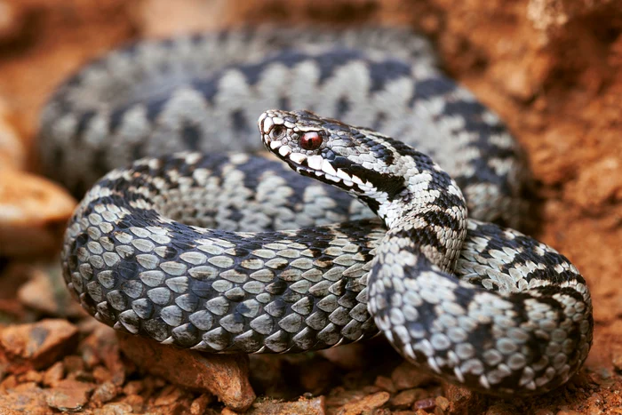 Vipera comună este una dintre numeroasele specii de viperă întâlnite în România FOTO serpedia.ro