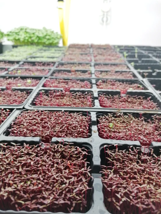 microplante