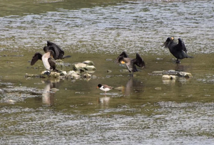 Scoicarul la Botoşani FOTO Arii Naturale Protejate Botoşani/Facebook