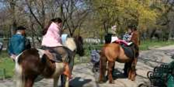 Plimbări cu trăsuri şi ponei, în parcul Cişmigiu
