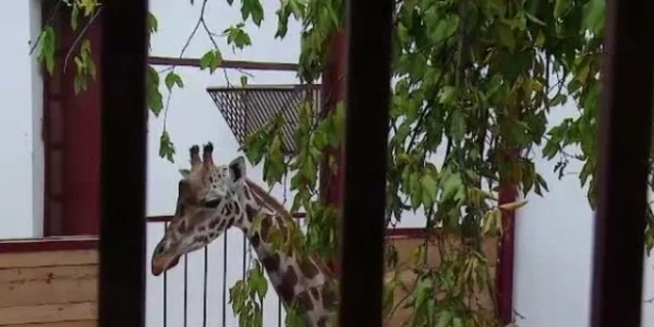 girafa
