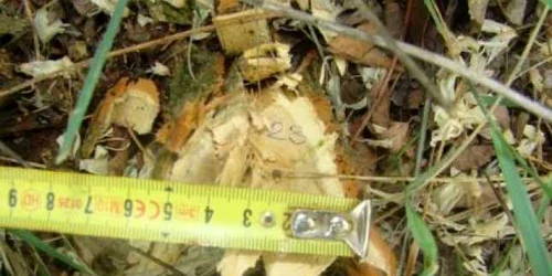 salcami furt copaci tulcea