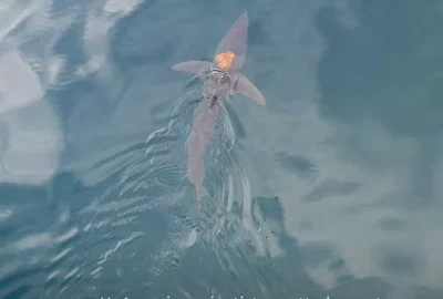 caracatita  pe rechin captura video  png