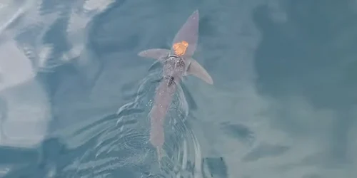 caracatita  pe rechin captura video  png