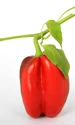 image png