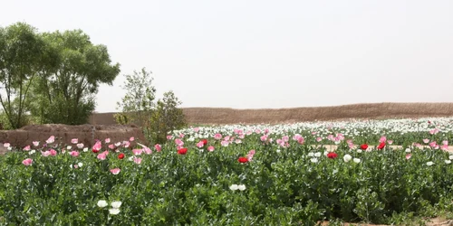 Afganistanul este cel mai mare cultivator de maci pentru opiu FOTO SHUTTERSTOCK