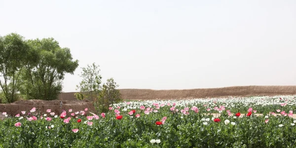 Afganistanul este cel mai mare cultivator de maci pentru opiu FOTO SHUTTERSTOCK