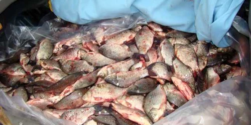 calarasi peste