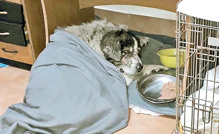 
    Oameni de suflet fac tot posibilul  să-l salveze pe ciobănescul mioritic  