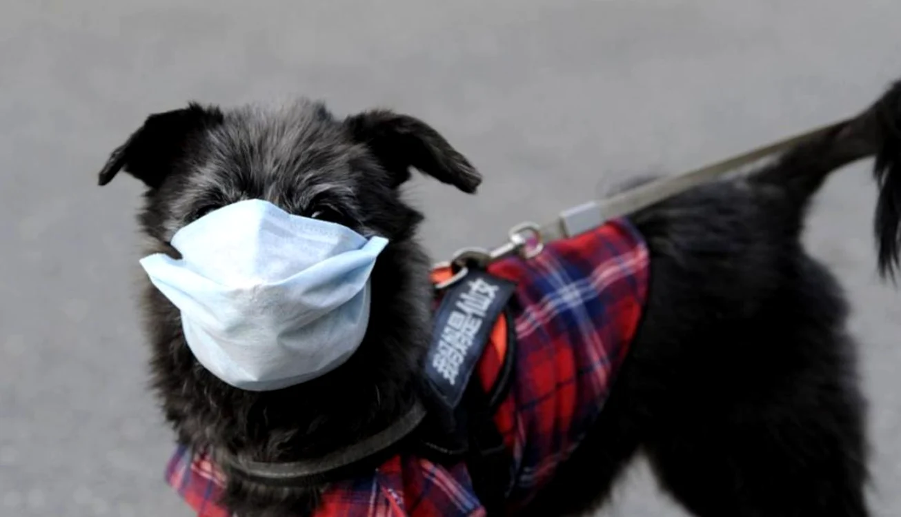 
    Chinezii fac orice ca să își protejeze și animaleleFoto: Getty   